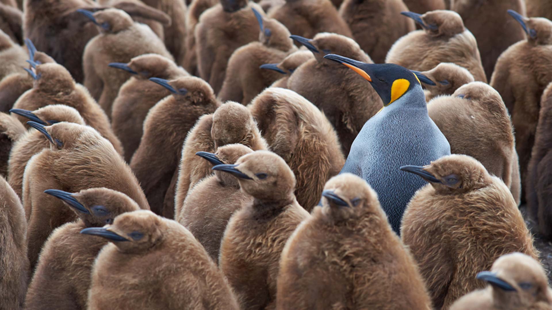 Other Words For Stand Out In A Crowd